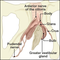 Diagram of a clitoris.